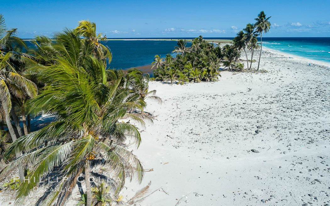Coconut palm trees on Clipperton Island, aerial photo. Clipperton Island is a spectacular coral atoll in the eastern Pacific. By permit HC / 1485 / CAB (France)., natural history stock photograph, photo id 32897