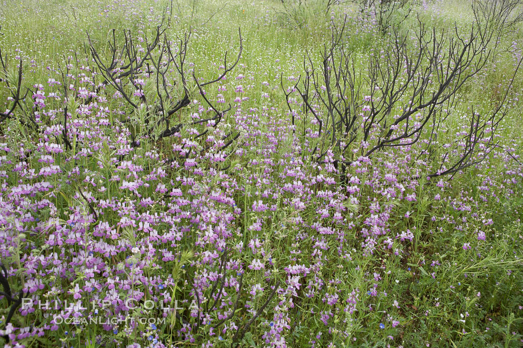 Chinese houses bloom in spring, Lake Elsinore. California, USA, Collinsia heterophylla, natural history stock photograph, photo id 11606