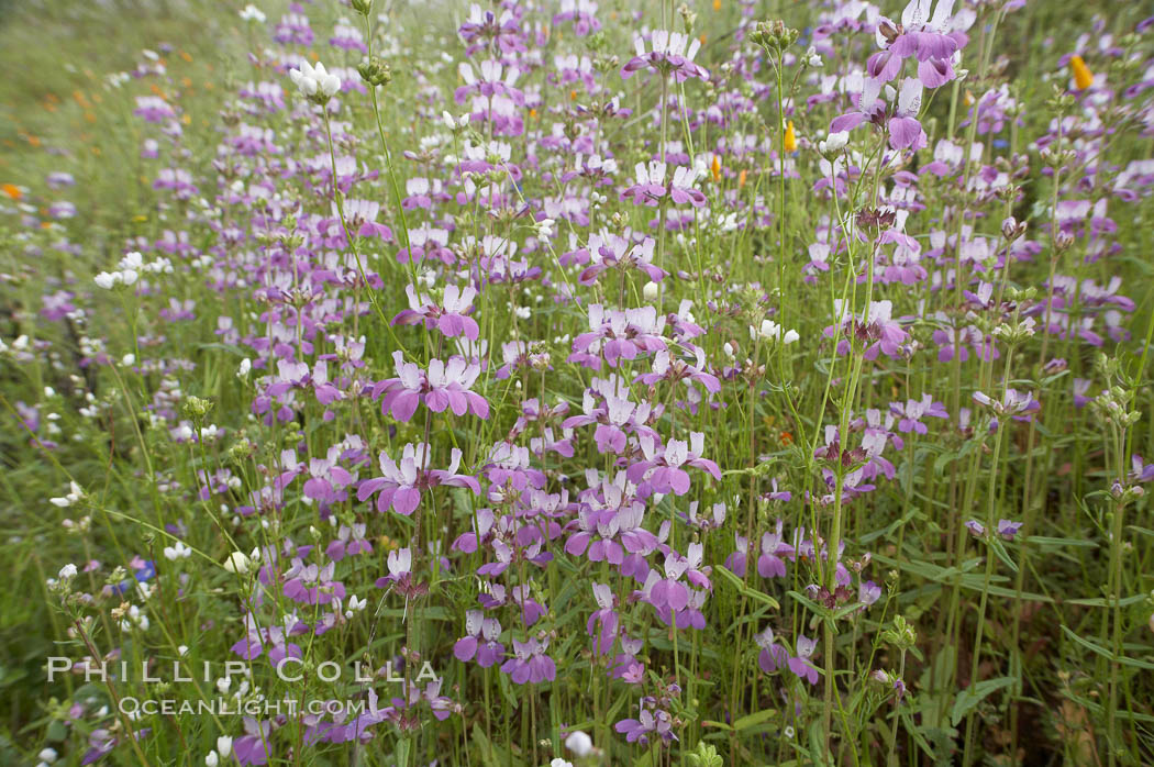 Chinese houses bloom in spring, Lake Elsinore. California, USA, Collinsia heterophylla, natural history stock photograph, photo id 11603