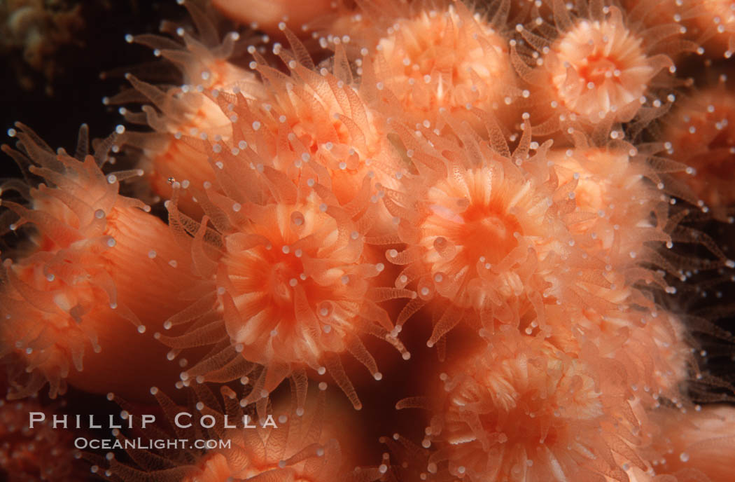 Colonial cup coral. San Miguel Island, California, USA, Coenocyathus bowersi, natural history stock photograph, photo id 02558
