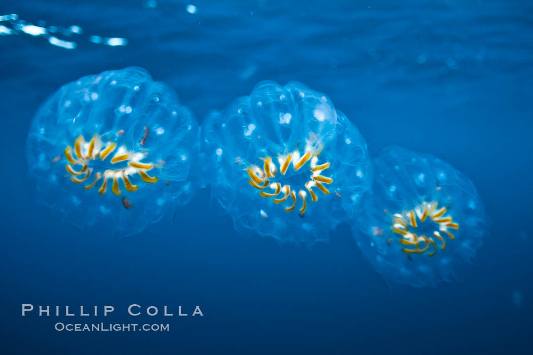 Colonial planktonic pelagic tunicate, adrift in the open ocean, forms rings and chains as it drifts with ocean currents. San Diego, California, USA, natural history stock photograph, photo id 27011