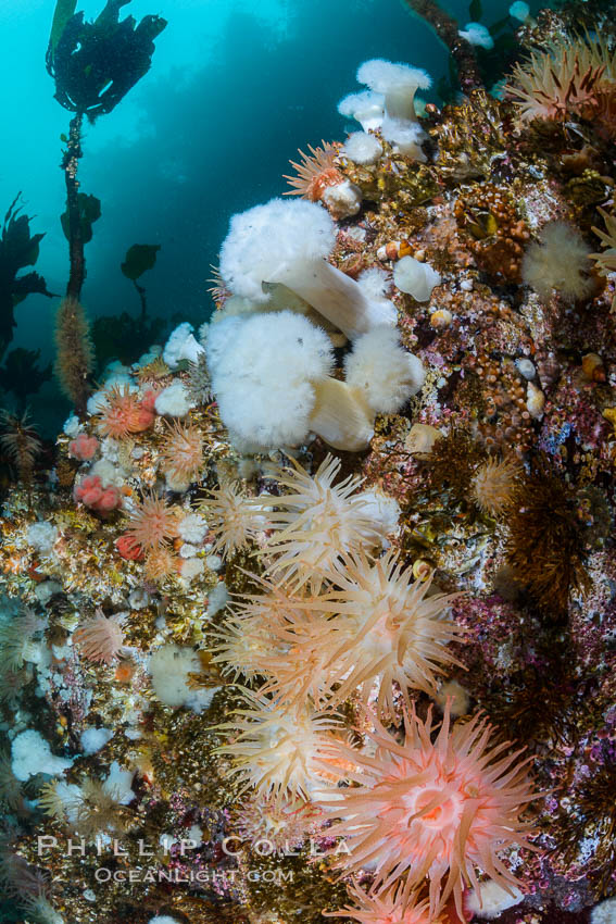 Colorful anemones cover the rocky reef in a kelp forest near Vancouver Island and the Queen Charlotte Strait.  Strong currents bring nutrients to the invertebrate life clinging to the rocks. British Columbia, Canada, natural history stock photograph, photo id 34435