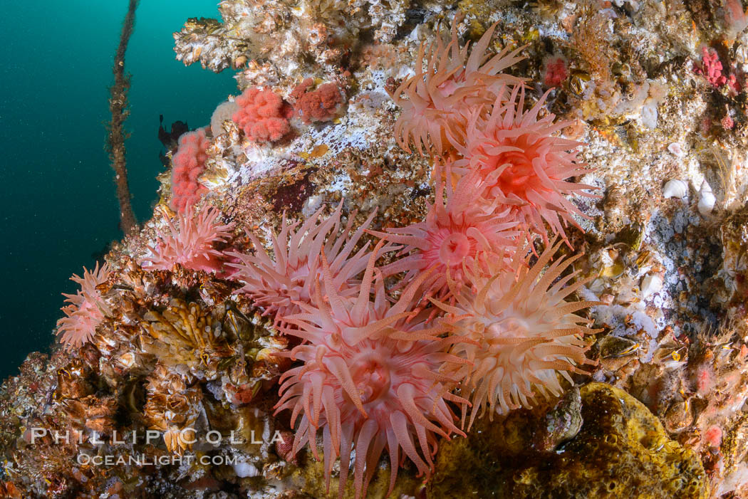 Colorful anemones cover the rocky reef in a kelp forest near Vancouver Island and the Queen Charlotte Strait.  Strong currents bring nutrients to the invertebrate life clinging to the rocks. British Columbia, Canada, natural history stock photograph, photo id 34459