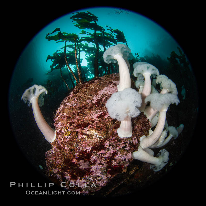 Vancouver Island hosts a profusion of spectacular anemones, on cold water reefs rich with invertebrate life. Browning Pass, Vancouver Island, Metridium farcimen