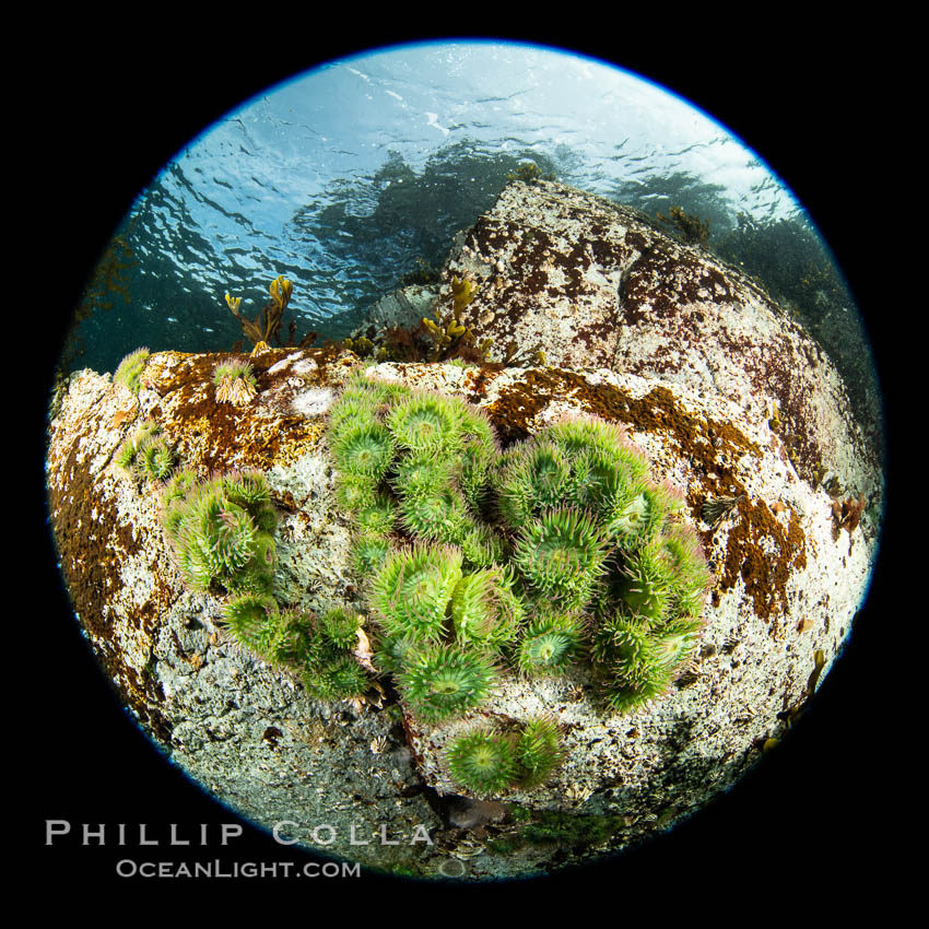 Vancouver Island hosts a profusion of spectacular anemones, on cold water reefs rich with invertebrate life. Browning Pass, Vancouver Island. British Columbia, Canada, natural history stock photograph, photo id 35366