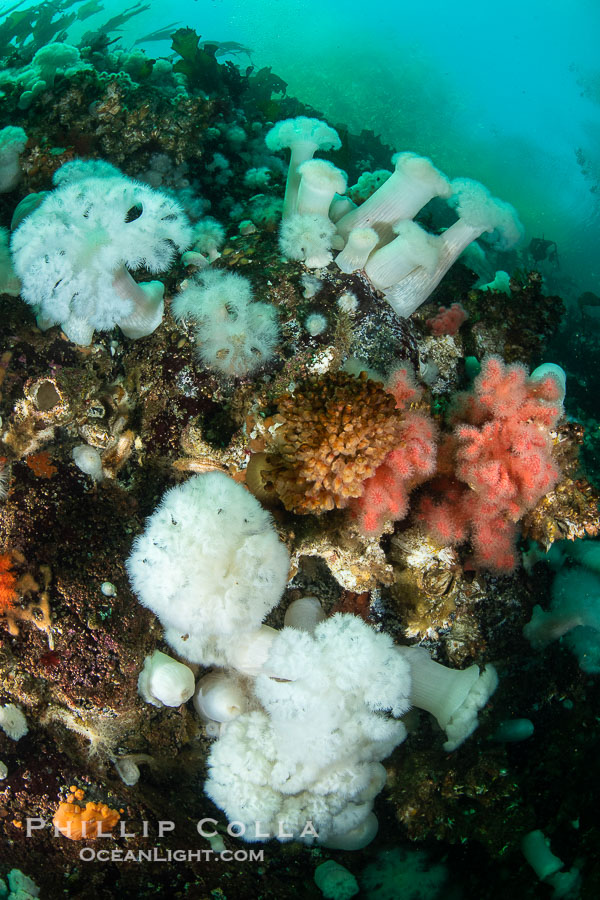 Anemones are found in abundance on a spectacular British Columbia underwater reef, rich with invertebrate life. Browning Pass, Vancouver Island., Metridium farcimen, natural history stock photograph, photo id 35486