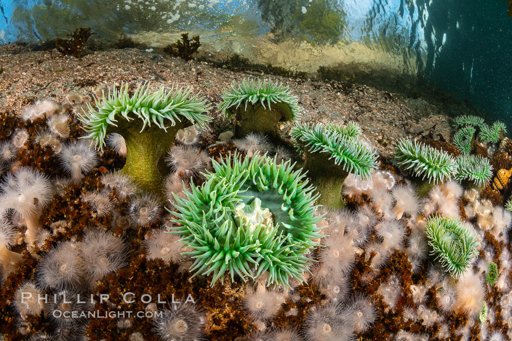 Anemones are found in abundance on a spectacular British Columbia underwater reef, rich with invertebrate life. Browning Pass, Vancouver Island. Canada, natural history stock photograph, photo id 35336