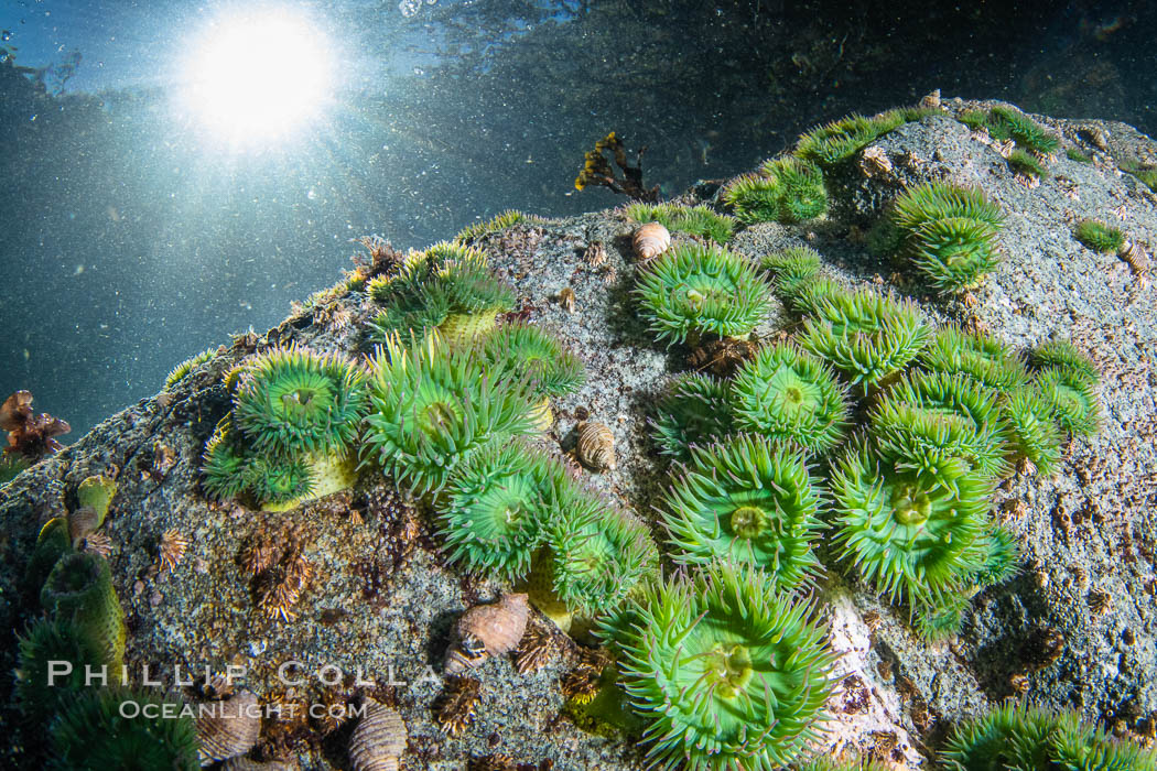Anemones are found in abundance on a spectacular British Columbia underwater reef, rich with invertebrate life. Browning Pass, Vancouver Island. Canada, natural history stock photograph, photo id 35368