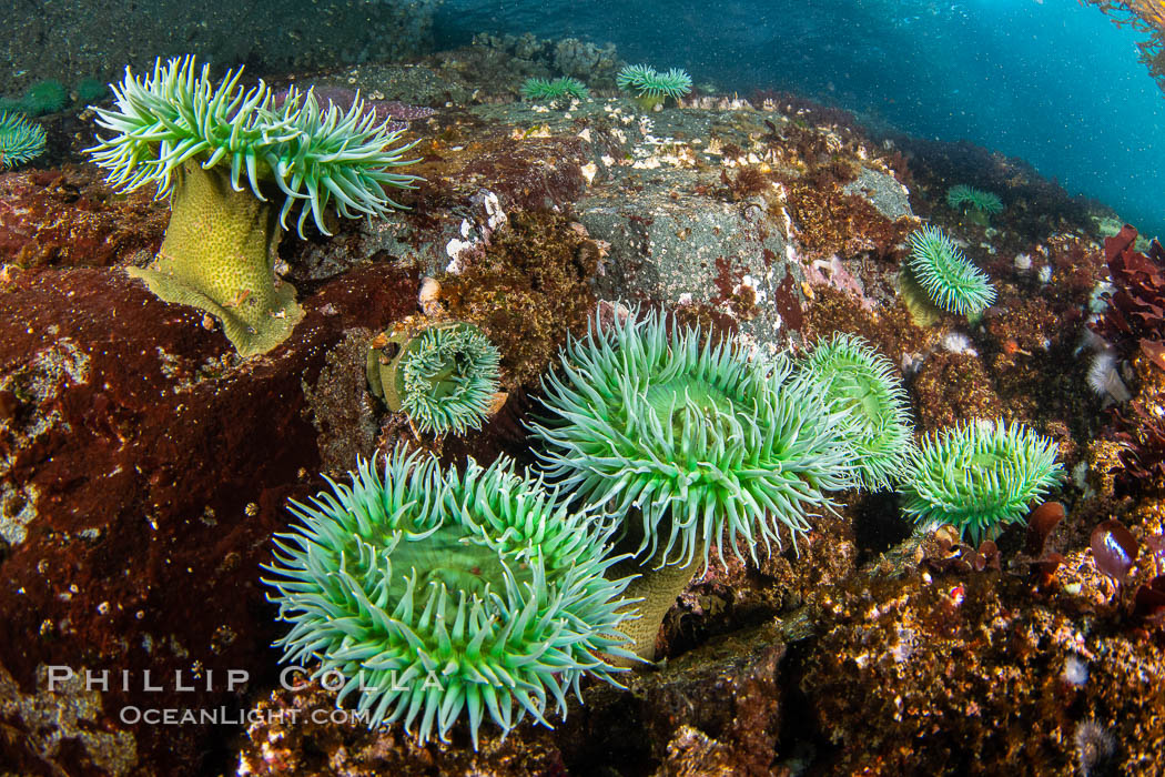 Vancouver Island hosts a profusion of spectacular anemones, on cold water reefs rich with invertebrate life. Browning Pass, Vancouver Island. British Columbia, Canada, natural history stock photograph, photo id 35372