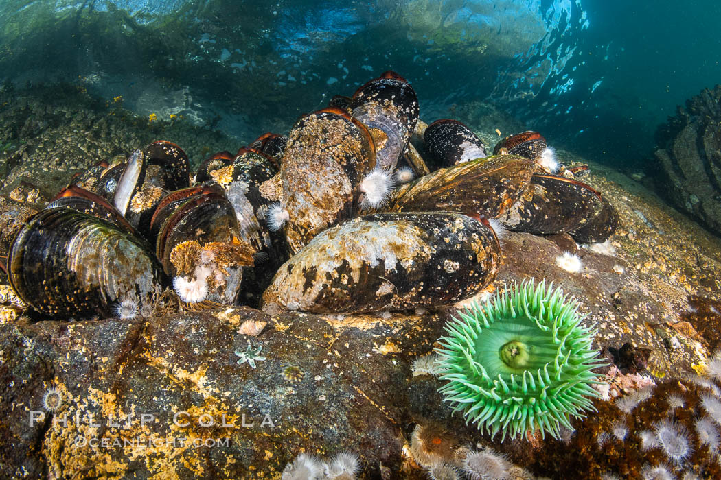 Colorful British Columbia Ocean Reef Scene, Canada, 35440