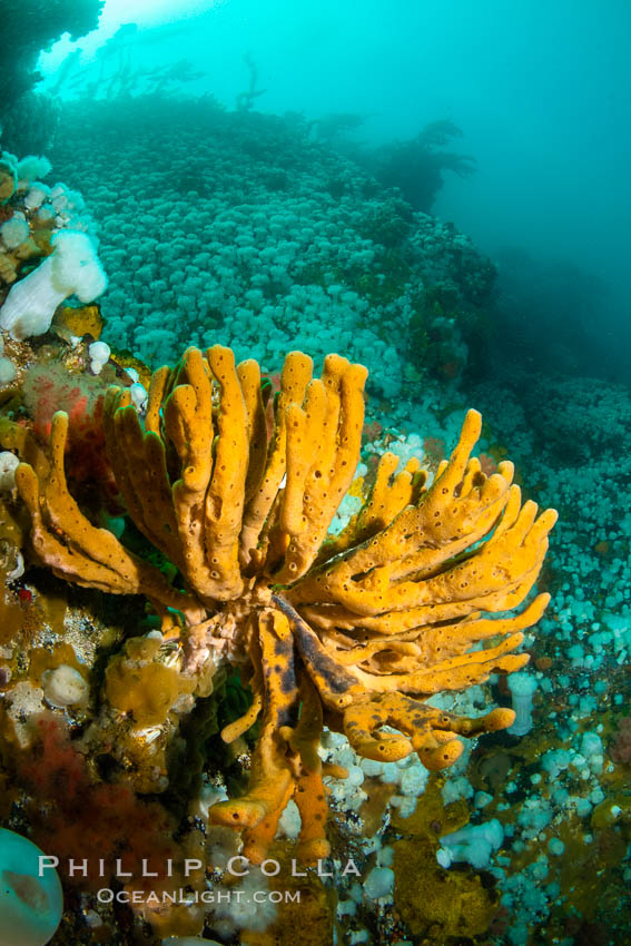 Typical vibrant invertebrate life,  Browning Pass, Vancouver Island. British Columbia, Canada, Neoesperiopsis digitata, natural history stock photograph, photo id 35311