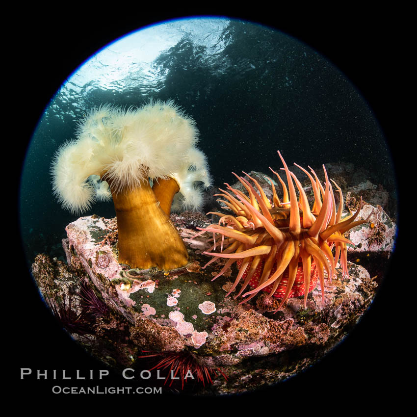 Anemones are found in abundance on a spectacular British Columbia underwater reef, rich with invertebrate life. Browning Pass, Vancouver Island
