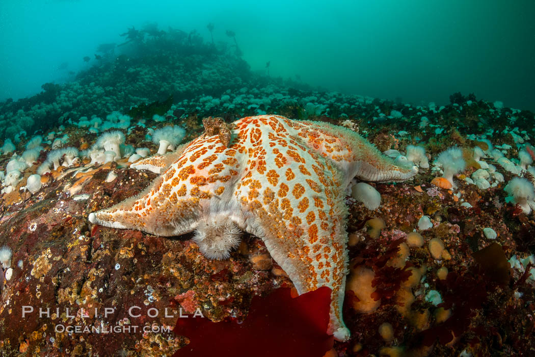 Typical vibrant invertebrate life,  Browning Pass, Vancouver Island. British Columbia, Canada, natural history stock photograph, photo id 35503