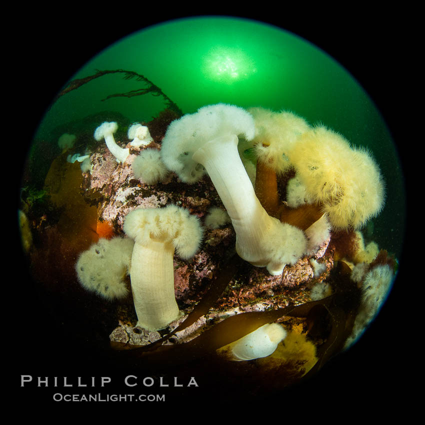 Anemones are found in abundance on a spectacular British Columbia underwater reef, rich with invertebrate life. Browning Pass, Vancouver Island. Canada, Metridium farcimen, natural history stock photograph, photo id 35265