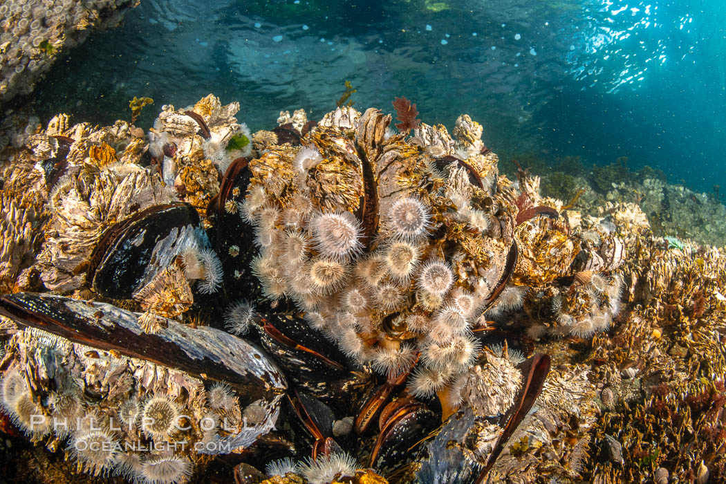 Typical vibrant invertebrate life,  Browning Pass, Vancouver Island. British Columbia, Canada, natural history stock photograph, photo id 35309