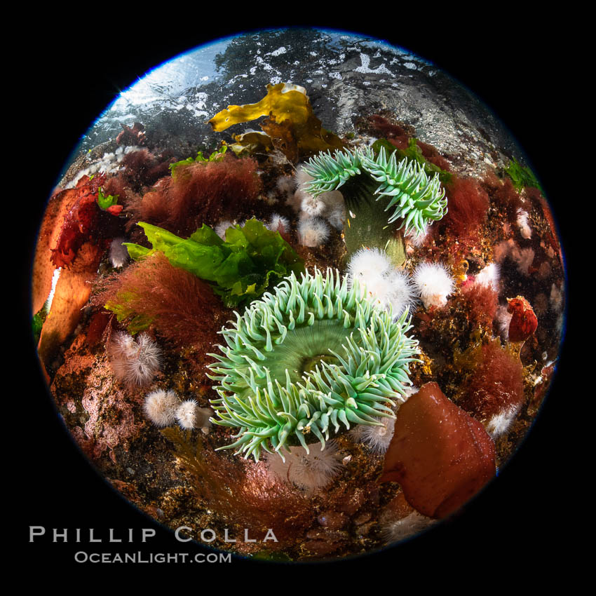 Anemones are found in abundance on a spectacular British Columbia underwater reef, rich with invertebrate life. Browning Pass, Vancouver Island. Canada, natural history stock photograph, photo id 35401