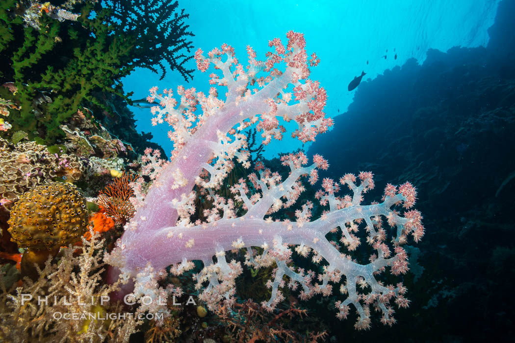 Spectacularly colorful dendronephthya soft corals on South Pacific reef, reaching out into strong ocean currents to capture passing planktonic food, Mount Mutiny, Bligh Waters, Fiji. Vatu I Ra Passage, Viti Levu  Island, Dendronephthya, Tubastrea micrantha, natural history stock photograph, photo id 31370