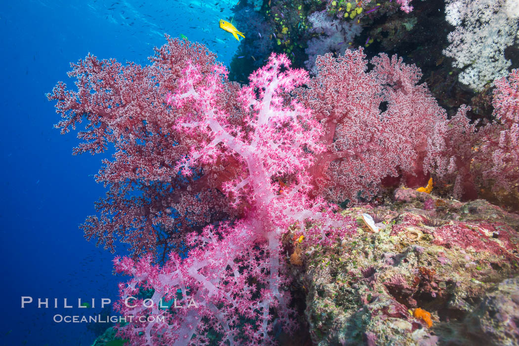 Spectacularly colorful dendronephthya soft corals on South Pacific reef, reaching out into strong ocean currents to capture passing planktonic food, Fiji. Namena Marine Reserve, Namena Island, Dendronephthya, natural history stock photograph, photo id 31414