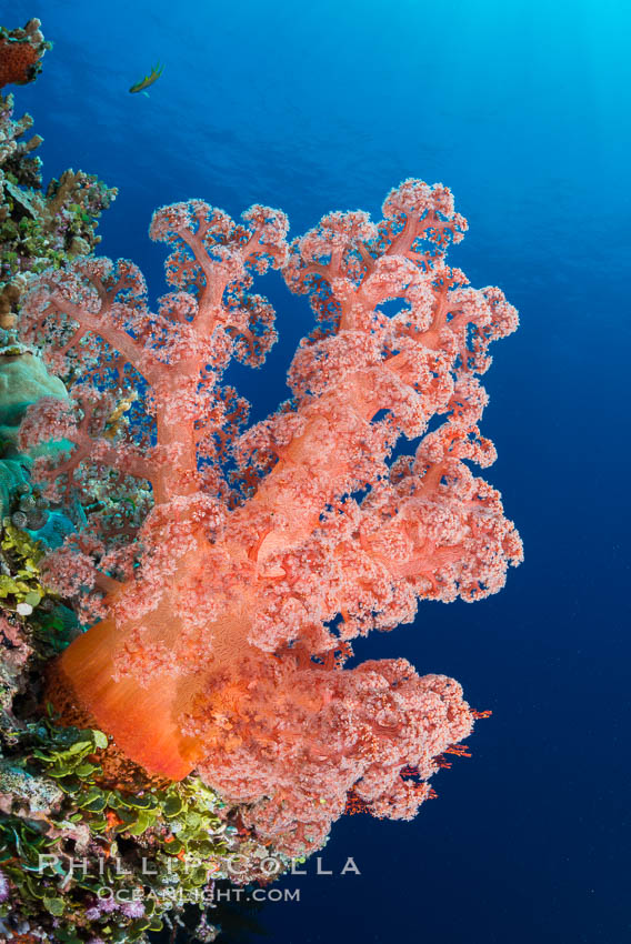 Spectacularly colorful dendronephthya soft corals on South Pacific reef, reaching out into strong ocean currents to capture passing planktonic food, Fiji. Vatu I Ra Passage, Bligh Waters, Viti Levu  Island, Dendronephthya, natural history stock photograph, photo id 31454