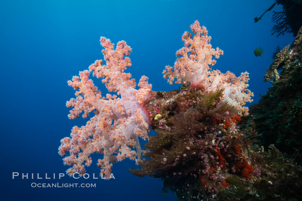 Spectacularly colorful dendronephthya soft corals on South Pacific reef, reaching out into strong ocean currents to capture passing planktonic food, Fiji. Vatu I Ra Passage, Bligh Waters, Viti Levu  Island, Dendronephthya, natural history stock photograph, photo id 31506