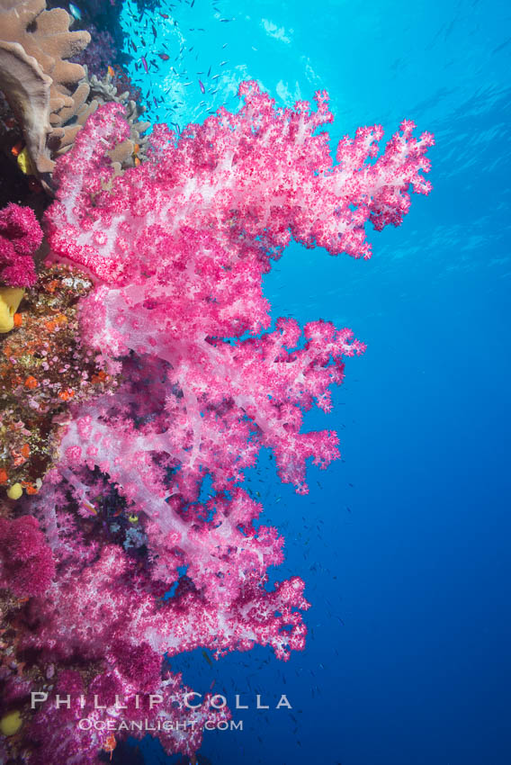 Spectacularly colorful dendronephthya soft corals on South Pacific reef, reaching out into strong ocean currents to capture passing planktonic food, Fiji. Namena Marine Reserve, Namena Island, Dendronephthya, natural history stock photograph, photo id 31578