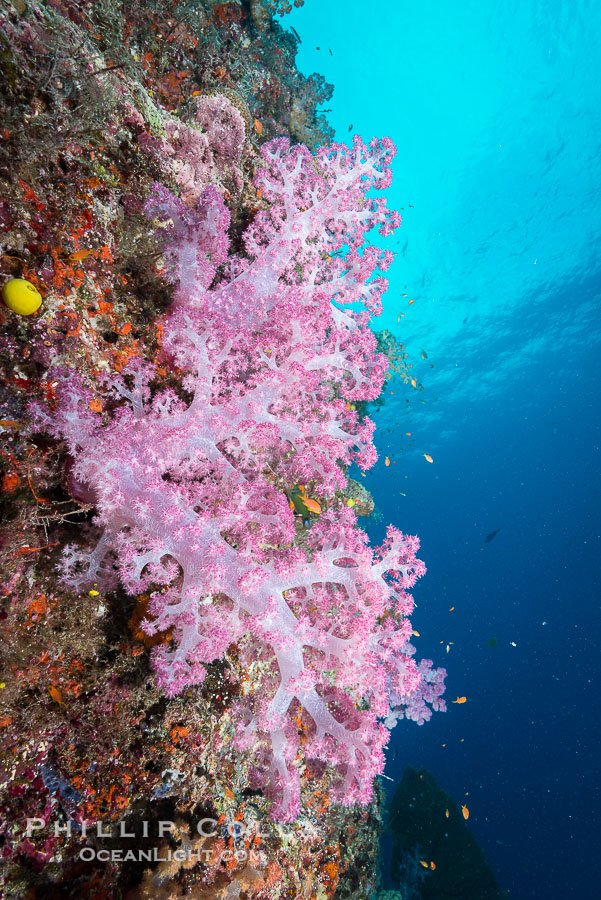 Spectacularly colorful dendronephthya soft corals on South Pacific reef, reaching out into strong ocean currents to capture passing planktonic food, Fiji., Dendronephthya, natural history stock photograph, photo id 31714