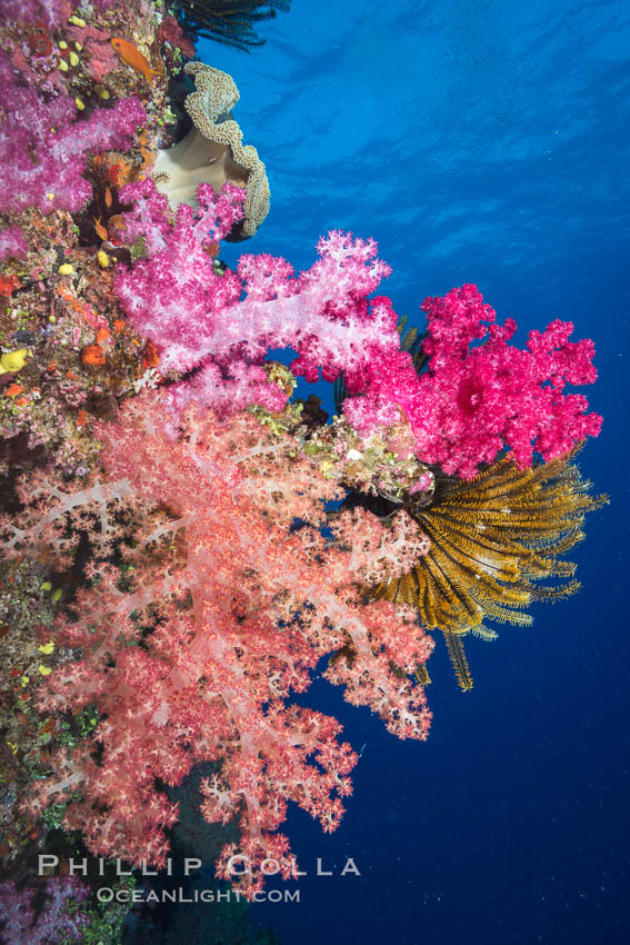 Spectacularly colorful dendronephthya soft corals on South Pacific reef, reaching out into strong ocean currents to capture passing planktonic food, Fiji. Namena Marine Reserve, Namena Island, Dendronephthya, natural history stock photograph, photo id 31802