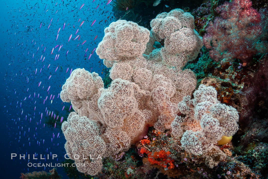 Spectacularly colorful dendronephthya soft corals on South Pacific reef, reaching out into strong ocean currents to capture passing planktonic food, Fiji, Dendronephthya, Namena Marine Reserve, Namena Island