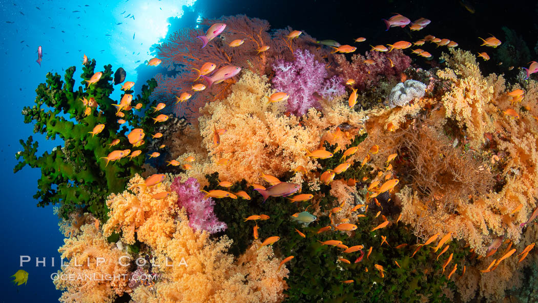 Colorful and exotic coral reef in Fiji, with soft corals, hard corals, anthias fishes, anemones, and sea fan gorgonians, Dendronephthya, Pseudanthias