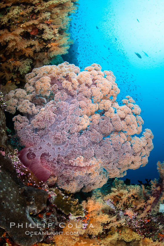 Fiji is the soft coral capital of the world, Seen here are beautifully colorful dendronephthya soft corals reaching out into strong ocean currents to capture passing planktonic food, Fiji. Vatu I Ra Passage, Bligh Waters, Viti Levu Island, Dendronephthya, natural history stock photograph, photo id 34814