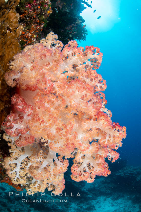 Spectacularly colorful dendronephthya soft corals on South Pacific reef, reaching out into strong ocean currents to capture passing planktonic food, Fiji., Dendronephthya, natural history stock photograph, photo id 34854