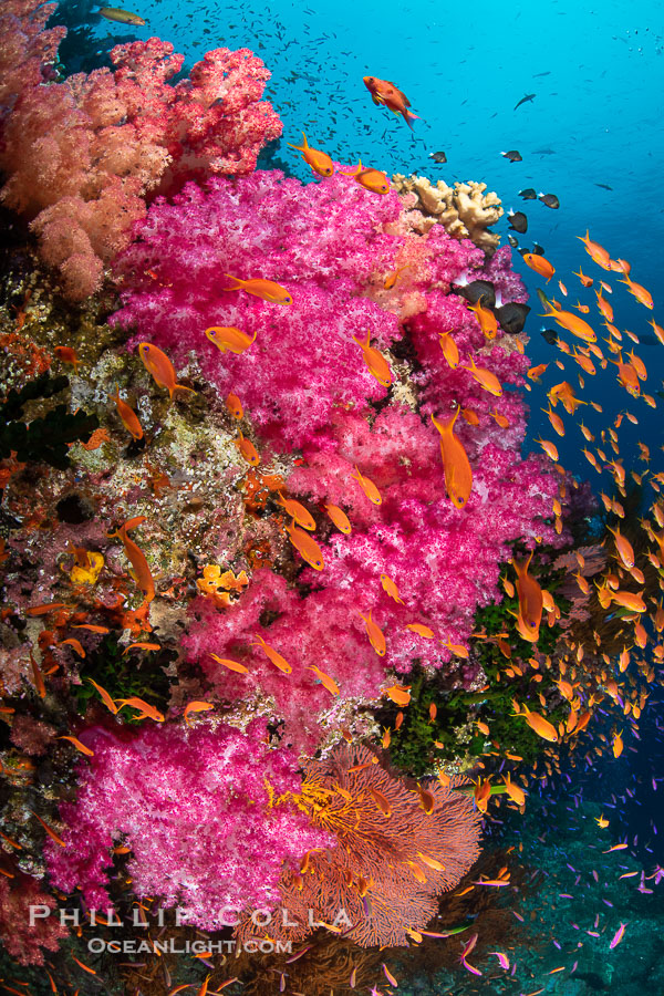 Fiji is the soft coral capital of the world, Seen here are beautifully colorful dendronephthya soft corals reaching out into strong ocean currents to capture passing planktonic food, Fiji., Dendronephthya, natural history stock photograph, photo id 34870