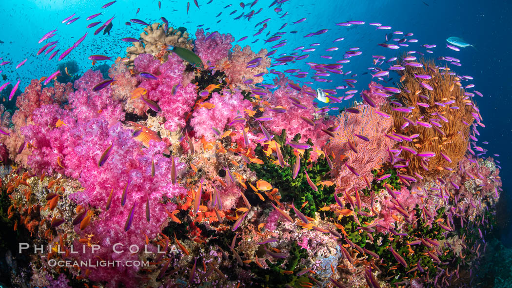 Vibrant displays of color among dendronephthya soft corals on South Pacific reef, reaching out into strong ocean currents to capture passing planktonic food, Fiji. Vatu I Ra Passage, Bligh Waters, Viti Levu Island, Dendronephthya, natural history stock photograph, photo id 34882
