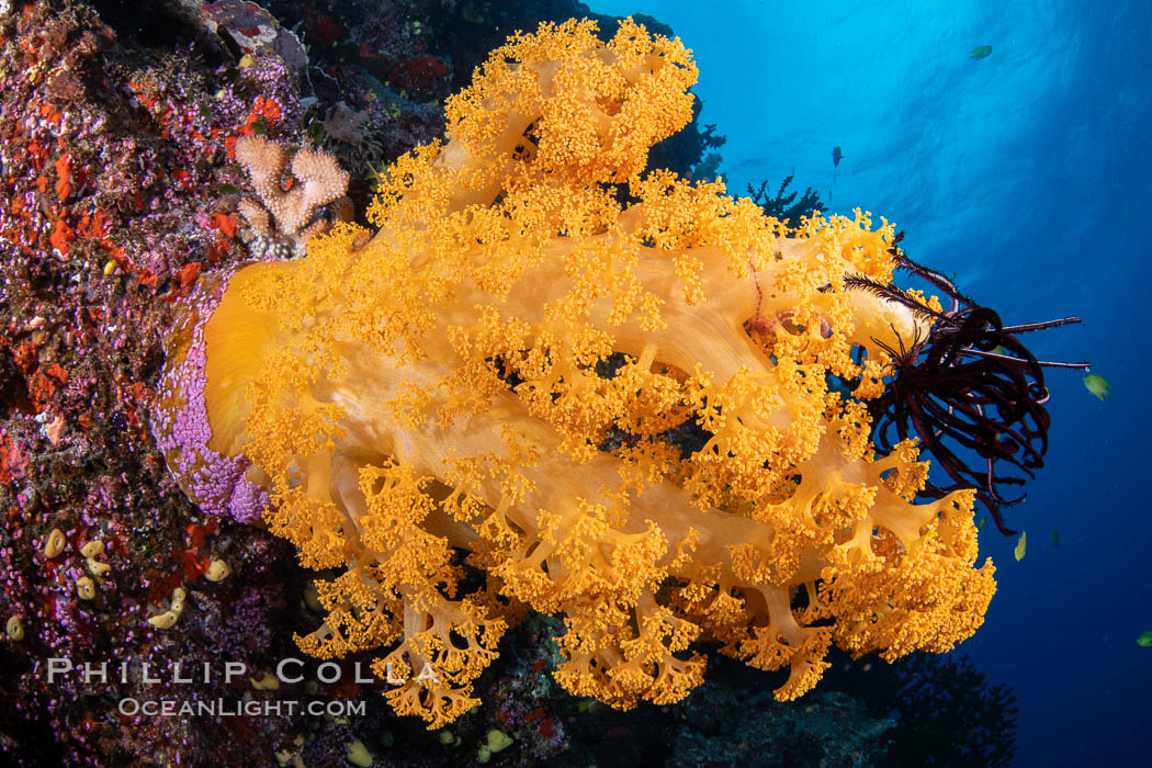 Fiji is the soft coral capital of the world, Seen here are beautifully colorful dendronephthya soft corals reaching out into strong ocean currents to capture passing planktonic food, Fiji., Dendronephthya, natural history stock photograph, photo id 34910