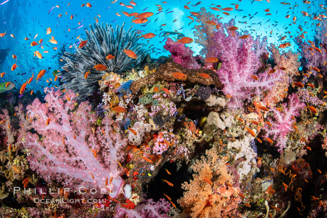 Vibrant displays of color among dendronephthya soft corals on South Pacific reef, reaching out into strong ocean currents to capture passing planktonic food, Fiji. Vatu I Ra Passage, Bligh Waters, Viti Levu Island, Dendronephthya, natural history stock photograph, photo id 34914