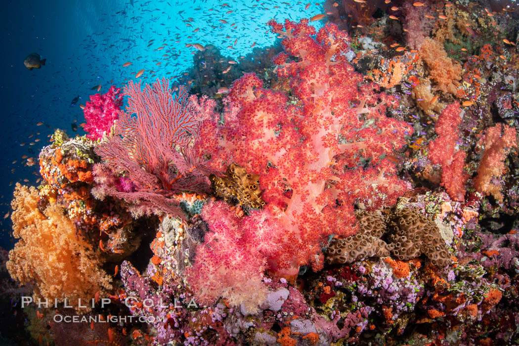 Fiji is the soft coral capital of the world, Seen here are beautifully colorful dendronephthya soft corals reaching out into strong ocean currents to capture passing planktonic food, Fiji. Vatu I Ra Passage, Bligh Waters, Viti Levu Island, Dendronephthya, natural history stock photograph, photo id 34974