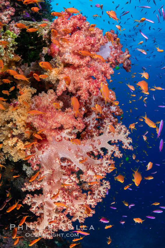 Anthias fishes school over the colorful Fijian coral reef, everything taking advantage of currents that bring planktonic food. Fiji. Bligh Waters, Dendronephthya, Pseudanthias, natural history stock photograph, photo id 35022