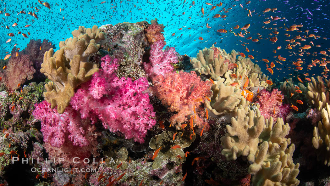 Fiji is the soft coral capital of the world, Seen here are beautifully colorful dendronephthya soft corals reaching out into strong ocean currents to capture passing planktonic food, Fiji. Vatu I Ra Passage, Bligh Waters, Viti Levu Island, Dendronephthya, natural history stock photograph, photo id 35030