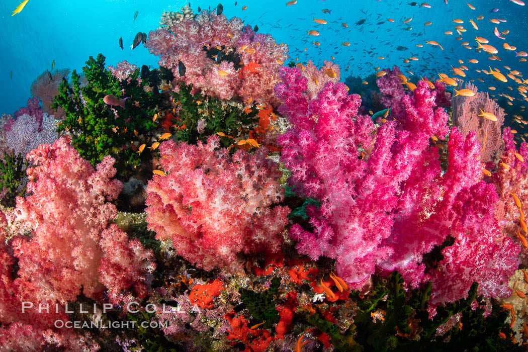 Fiji is the soft coral capital of the world, Seen here are beautifully colorful dendronephthya soft corals reaching out into strong ocean currents to capture passing planktonic food, Fiji. Vatu I Ra Passage, Bligh Waters, Viti Levu Island, Dendronephthya, natural history stock photograph, photo id 35038