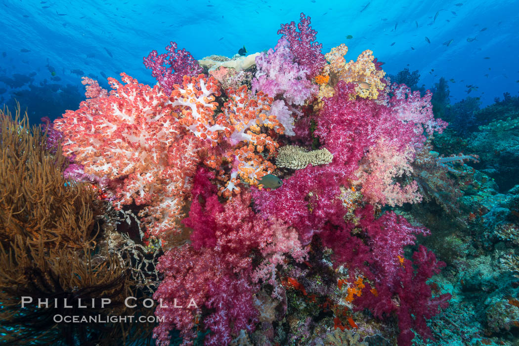 Spectacularly colorful dendronephthya soft corals on South Pacific reef, reaching out into strong ocean currents to capture passing planktonic food, Fiji. Nigali Passage, Gau Island, Lomaiviti Archipelago, Dendronephthya, natural history stock photograph, photo id 31388