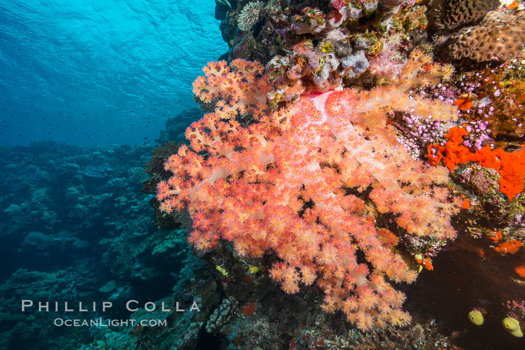 Spectacularly colorful dendronephthya soft corals on South Pacific reef, reaching out into strong ocean currents to capture passing planktonic food, Fiji. Vatu I Ra Passage, Bligh Waters, Viti Levu  Island, Dendronephthya, natural history stock photograph, photo id 31460