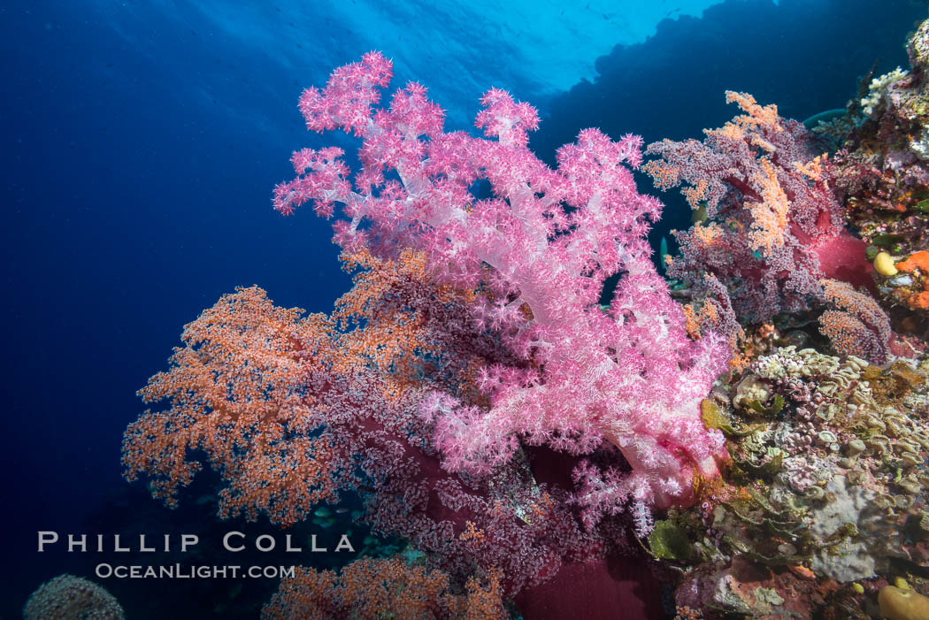 Spectacularly colorful dendronephthya soft corals on South Pacific reef, reaching out into strong ocean currents to capture passing planktonic food, Mount Mutiny, Bligh Waters, Fiji. Vatu I Ra Passage, Viti Levu  Island, Dendronephthya, natural history stock photograph, photo id 31496