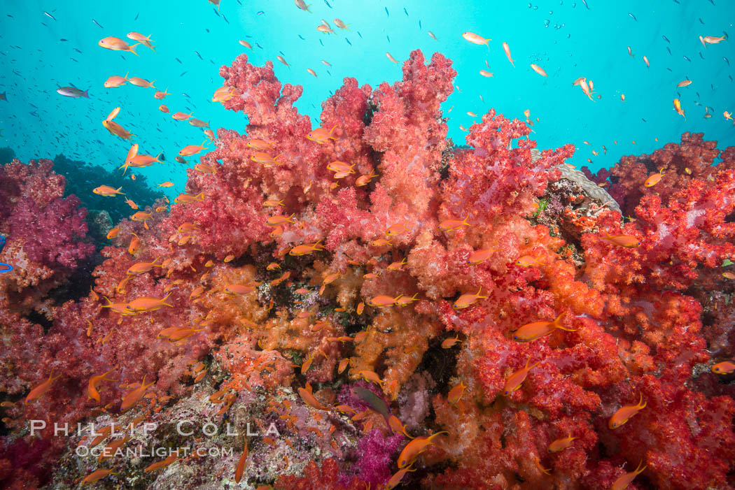 Spectacularly colorful dendronephthya soft corals on South Pacific reef, reaching out into strong ocean currents to capture passing planktonic food, Fiji. Gau Island, Lomaiviti Archipelago, Dendronephthya, natural history stock photograph, photo id 31524