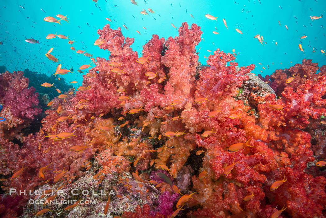 Spectacularly colorful dendronephthya soft corals on South Pacific reef, reaching out into strong ocean currents to capture passing planktonic food, Fiji., Dendronephthya, natural history stock photograph, photo id 31524
