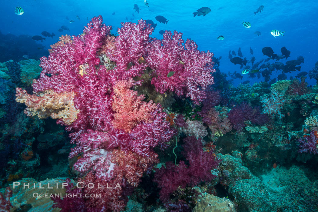 Spectacularly colorful dendronephthya soft corals on South Pacific reef, reaching out into strong ocean currents to capture passing planktonic food, Fiji. Nigali Passage, Gau Island, Lomaiviti Archipelago, Dendronephthya, natural history stock photograph, photo id 31528