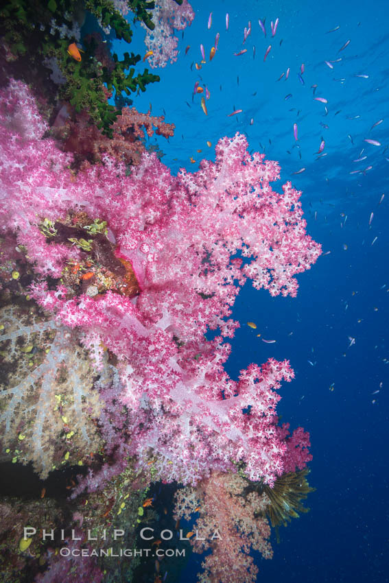 Spectacularly colorful dendronephthya soft corals on South Pacific reef, reaching out into strong ocean currents to capture passing planktonic food, Fiji. Namena Marine Reserve, Namena Island, Dendronephthya, natural history stock photograph, photo id 31572