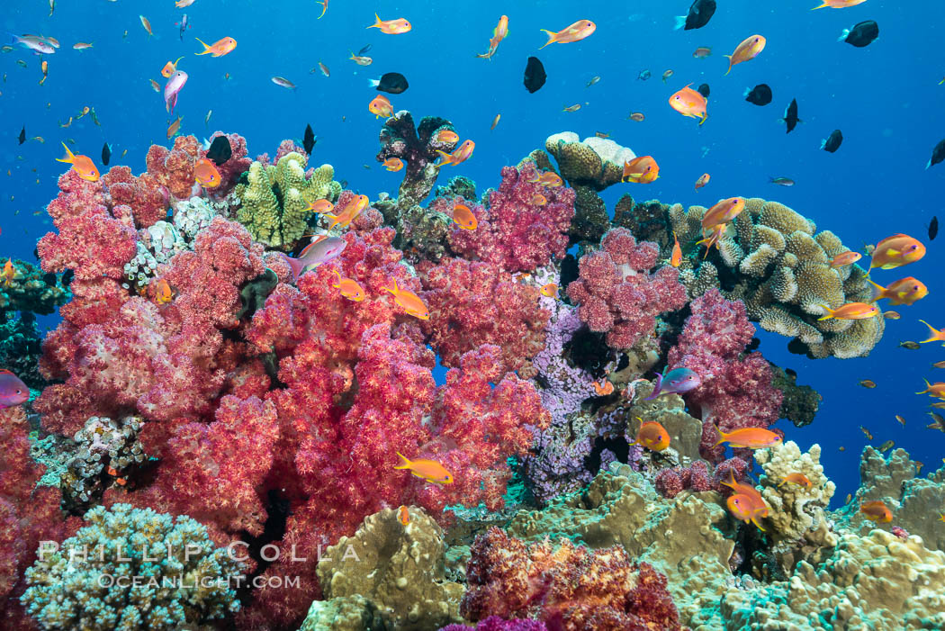 Spectacularly colorful dendronephthya soft corals on South Pacific reef, reaching out into strong ocean currents to capture passing planktonic food, Fiji. Vatu I Ra Passage, Bligh Waters, Viti Levu  Island, Dendronephthya, Pseudanthias, natural history stock photograph, photo id 31652