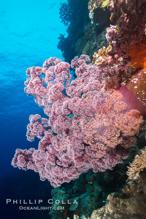 Spectacularly colorful dendronephthya soft corals on South Pacific reef, reaching out into strong ocean currents to capture passing planktonic food, Fiji., Dendronephthya, natural history stock photograph, photo id 31696