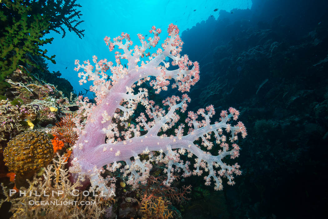 Spectacularly colorful dendronephthya soft corals on South Pacific reef, reaching out into strong ocean currents to capture passing planktonic food, Fiji., Dendronephthya, natural history stock photograph, photo id 31700