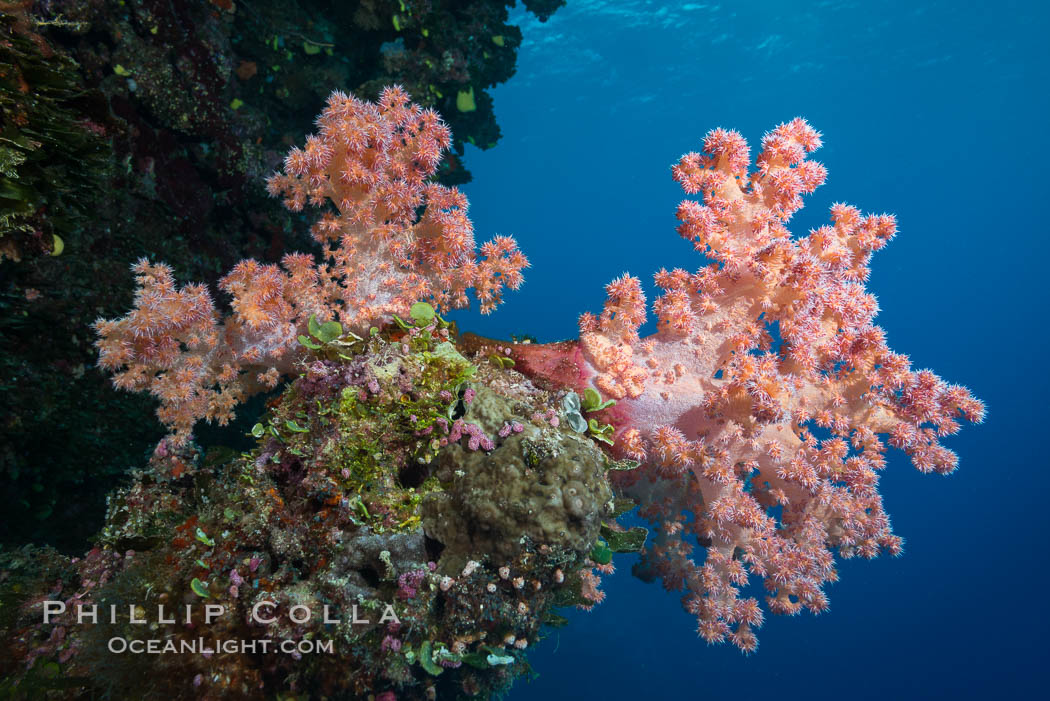 Spectacularly colorful dendronephthya soft corals on South Pacific reef, reaching out into strong ocean currents to capture passing planktonic food, Fiji. Vatu I Ra Passage, Bligh Waters, Viti Levu  Island, Dendronephthya, natural history stock photograph, photo id 31708